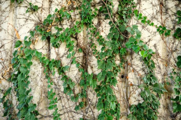 Vine Removal Service in Post Falls