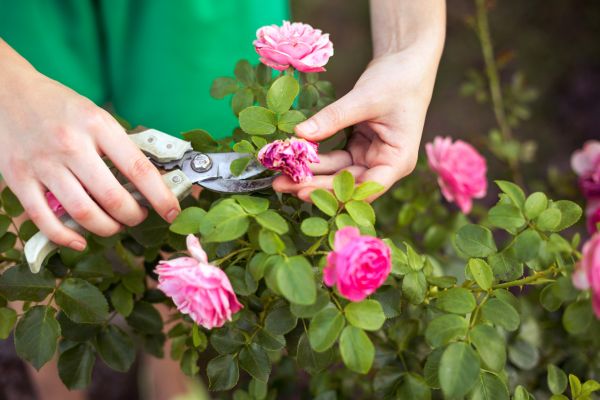 Rose Shearing in Post Falls