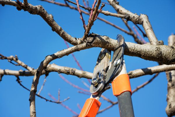 Selective Pruning in Post Falls