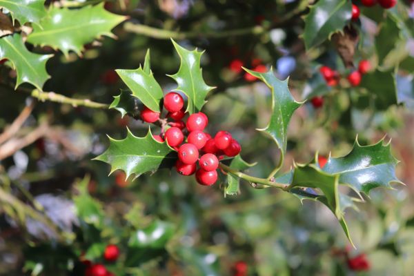 Holly Tree Trimming in Post Falls