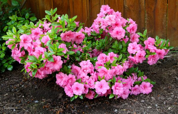 Azaleas Removal in Post Falls