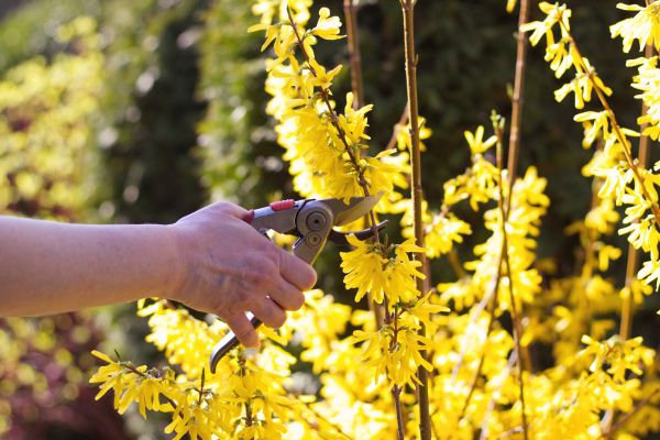 Forsythia Pruning in Post Falls
