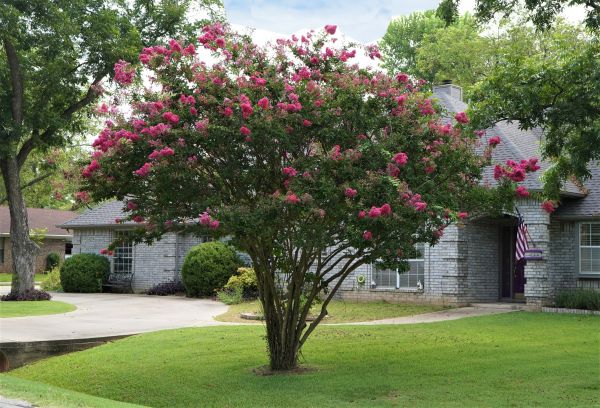 Crepe Myrtle Trimming in Post Falls