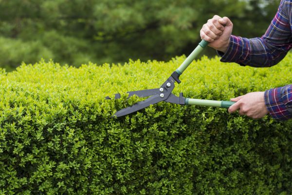 Evergreen Shrub Pruning in Post Falls