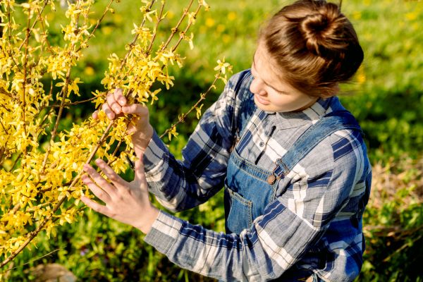 Forsythia Trimming in Post Falls