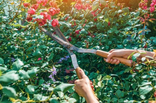 Knockout Roses Pruning in Post Falls