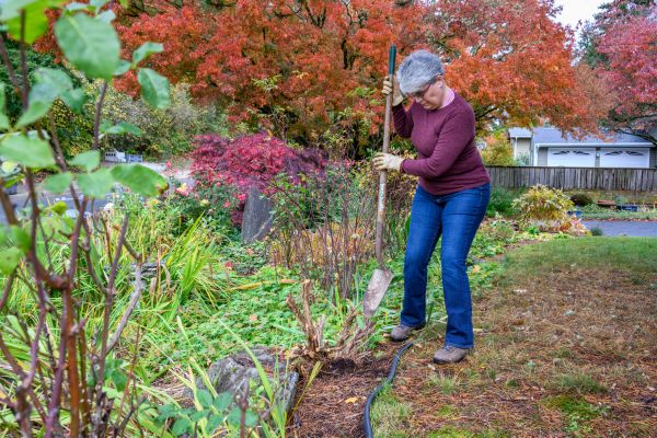 Dead Bush Removal in Post Falls