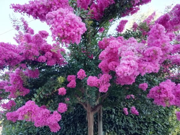Crape Myrtle Pruning in Post Falls