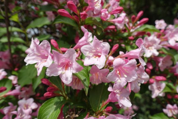 Weigela Pruning Service in Post Falls