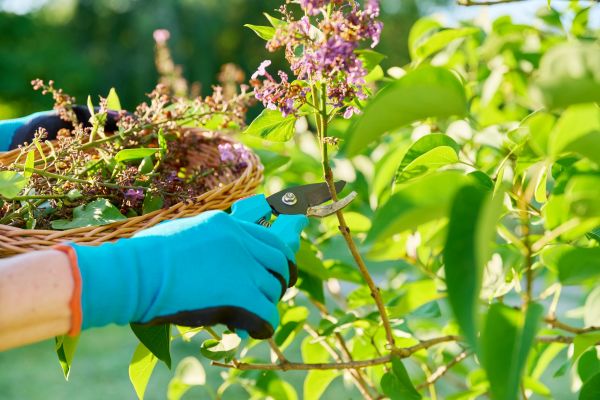 Lilac Trimming Service in Post Falls