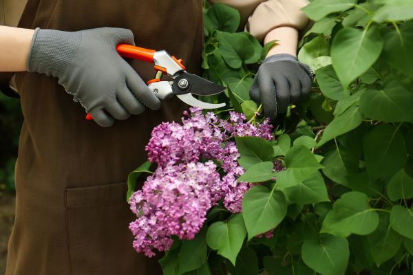 Lilac Pruning Service in Post Falls