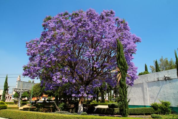 Jacaranda Pruning in Post Falls