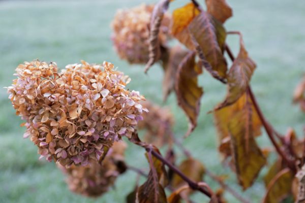 Hydrangea Removal in Post Falls