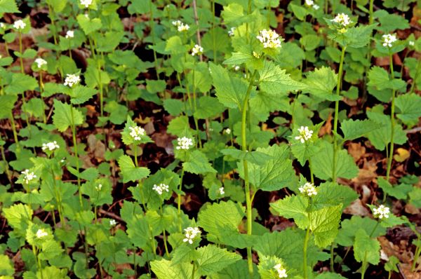 Garlic Mustard Removal in Post Falls