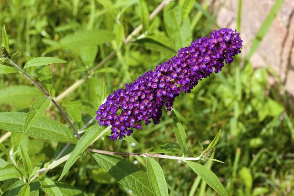Butterfly Bush Pruning in Post Falls