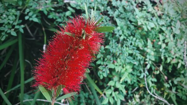 Bottlebrush Pruning in Post Falls