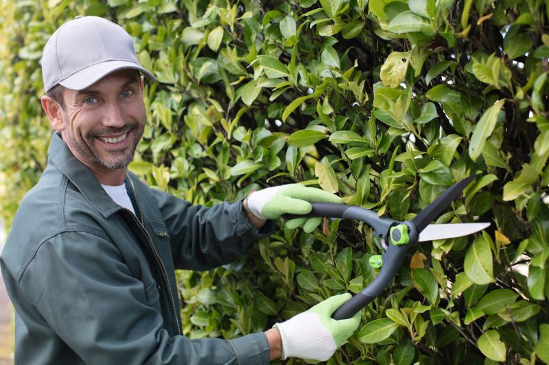 Laurel Shrub Removal