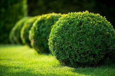 Trimmed Shrubs with Neat Edges
